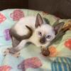 Siamese Kittens, TCA registered