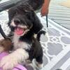 5 month old female F1b Bernedoodle 