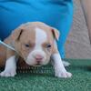 American Bully Puppies Born 2/23/23. ABKC/UKC registered