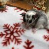 Sugar glider joeys available