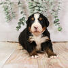 Chick - Family Raised Bernese Mountain Dog Puppy Ready in May