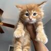 Male Polydactyl Maine Coon Kittens