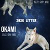 Wolfdog mid content 2026 litter 