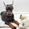 Doberman puppy- champion sired, titled and health tested parents