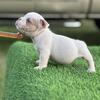 Exotic bully puppies (AMERICAN BOY X VENUS)