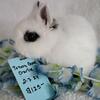 Purebred Netherland dwarf bunnies