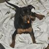 Min Pin/Chihuahua Mix
