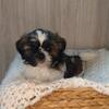 Shih Tzu puppy