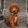Mini Goldendoodle Puppies Male and Female TOY Grow to about 10pounds