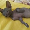 Canadian sphinx amazing kittens 