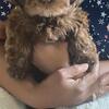 Toy Poodle needing rehoming asap $800 obo