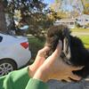 2 month old Holland Lop Buck (male) 