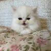 Persian kitten