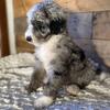 Aussiedoodle puppy 