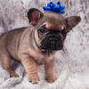 French Bulldog Puppy Boy 8 Weeks Old