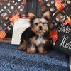 Sherlock Teacup Yorkie