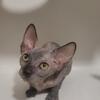 3 months old female tortoiseshell sphynx kitten
