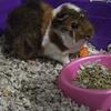 Female guinea pigs 
