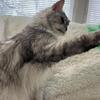 “RACINE” SILVER MAINE COON ADULT SPAYED
