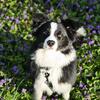 Border Collie Female (1 year) AKC registered. DNA Health tested & Clear