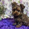 Yorkshire Terrier puppies (612) 459-4691