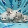 TICA Ragdoll Kittens