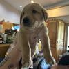 Golden Retriever puppies ready Nov 17, 2025