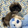 lhasa  apso puppies