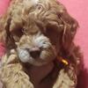 AKC Miniature Poodle puppies PRICE REDUCTION