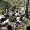 surplus pigeons 