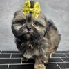 Shih Tzu Pupppy