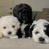 Teacup Maltipoo Pups 