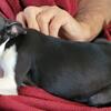 1 Male Boston Terrier puppy 