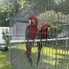 3 pairs of macaws green wings