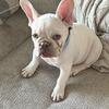adorable playful french bulldog 14 weeks