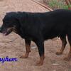 6 month old Male Rottweiler Pups - AKC Registered German Champion Bloodlines
