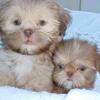 Small Green eyed brown noses shih Tzus akc .