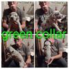 "Olive" green collar female great dane