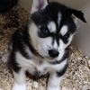 Purebred Siberian Husky puppies 