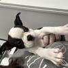 2 pups (1). Boston terrier female. And (1). 3/4 Yorkie and 1/4 Maltese female. 
