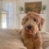 9 MONTHS OLD FEMALE GOLDENDOODLE