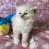 Tica Ragdoll kittens!!
