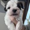 "Adorable Morkie Puppies – The Ultimate Valentine''s Day Gift! 💝 Starting at $650