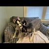 Huskies puppies looking for a new home
