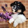 Havanese/Corgi Cross Pups - Sidney, OH