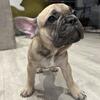 Puppy French bulldog 