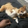 Pomeranian For Sale