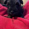 AKC Miniature Schnauzer Puppy