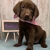 AKC Labrador Retriever Puppies