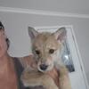 Mid content wolfdog puppies